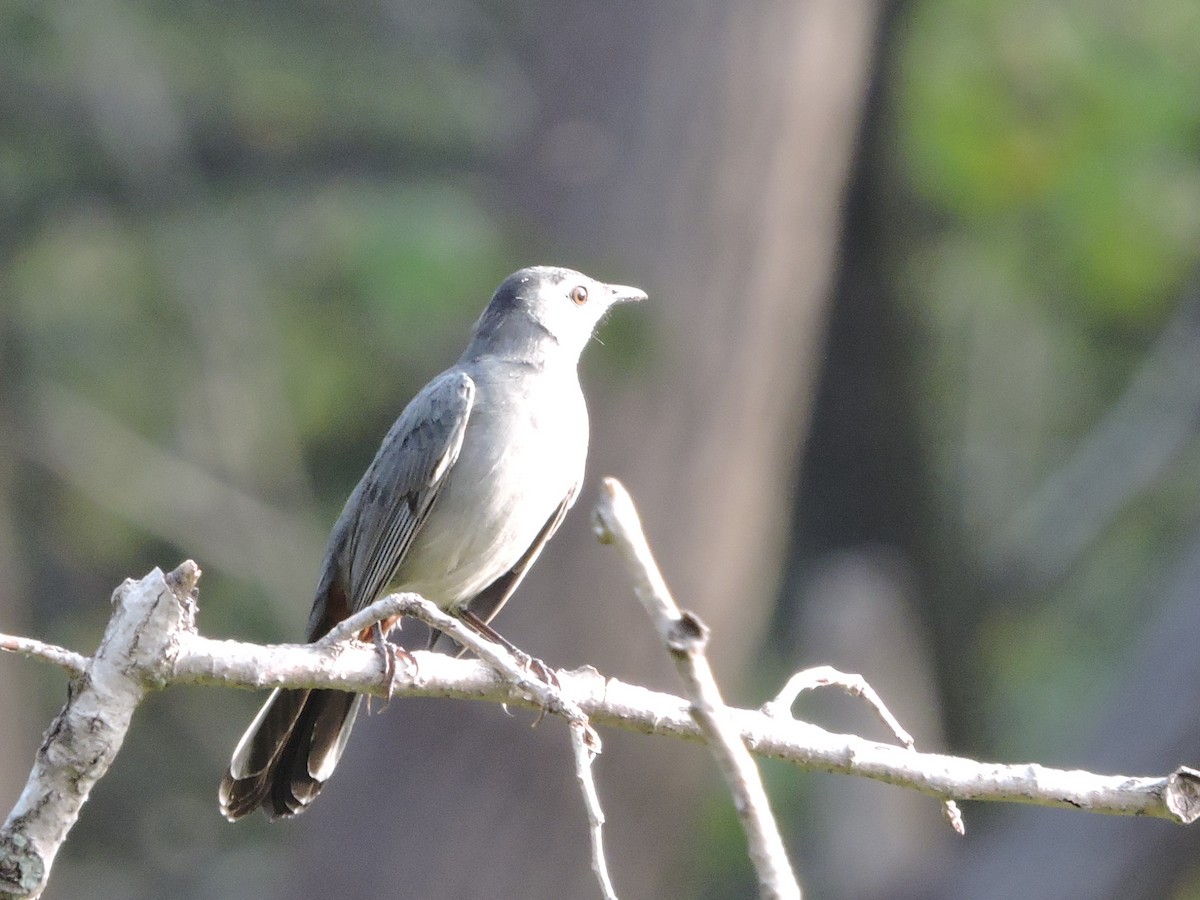 Gray Catbird - ML642066261
