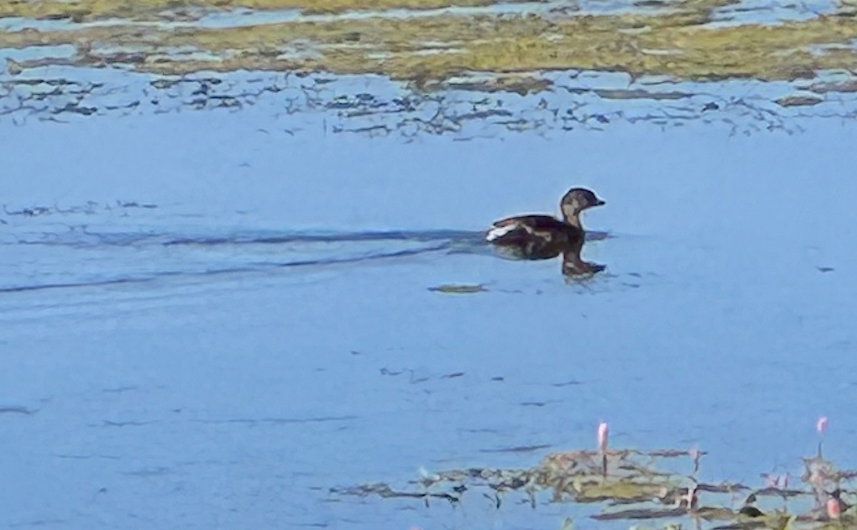 Pied-billed Grebe - ML642066264