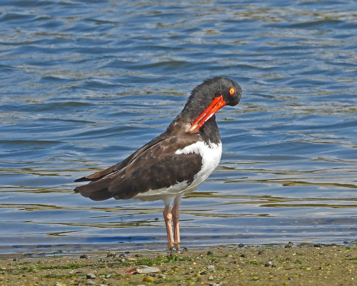American Oystercatcher - ML642066265