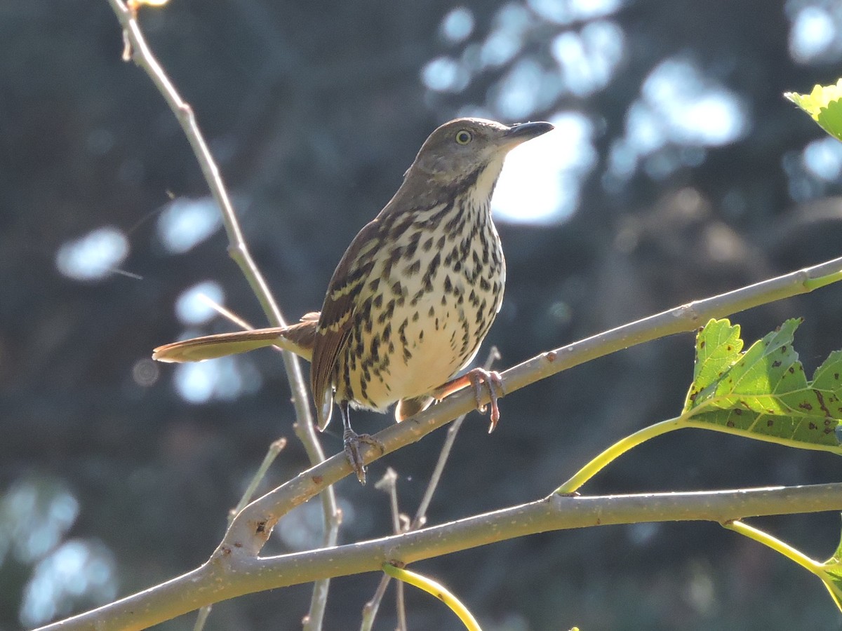 Brown Thrasher - ML642066271