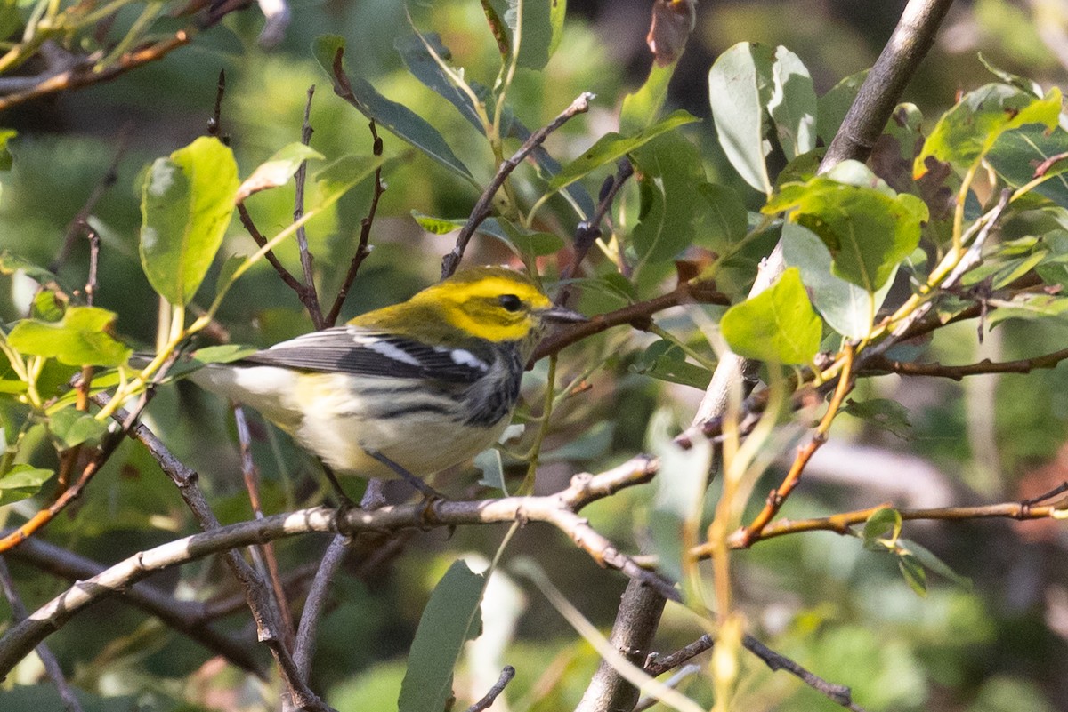 Black-throated Green Warbler - ML642066277