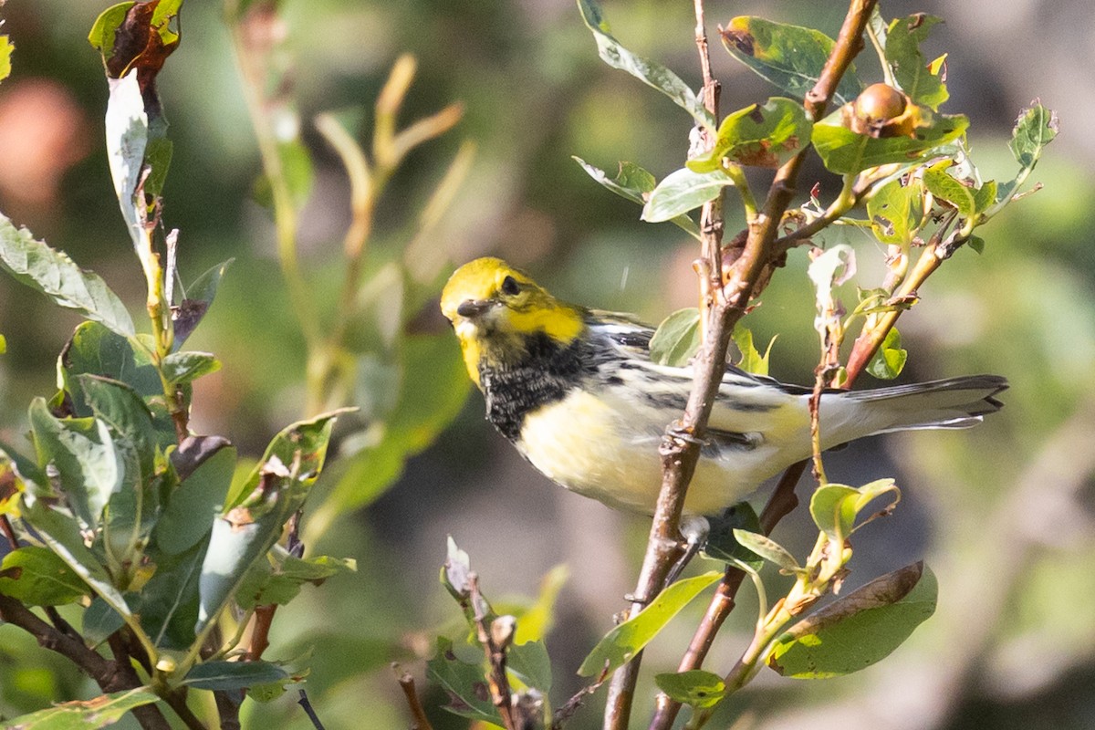 Black-throated Green Warbler - ML642066281