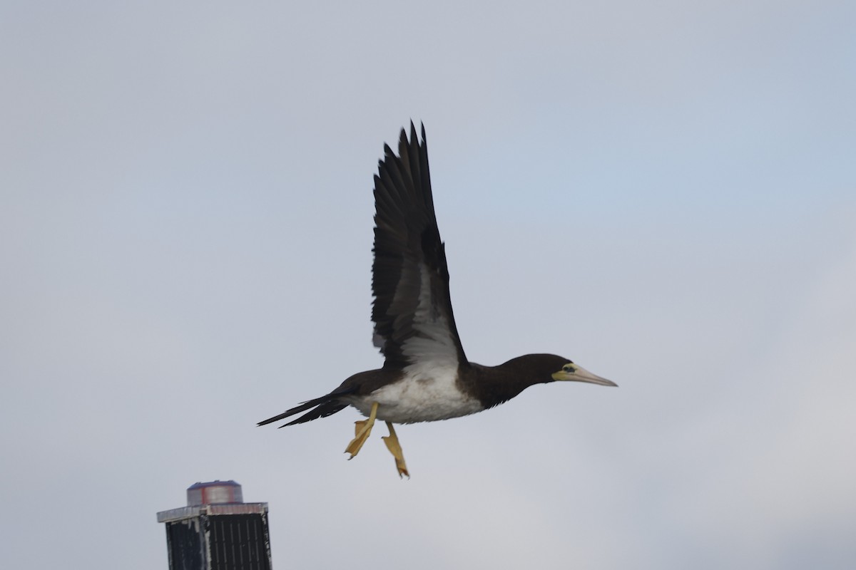 Brown Booby - ML642066282