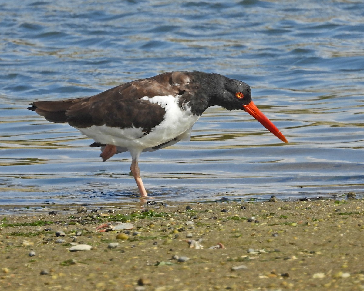 American Oystercatcher - ML642066284