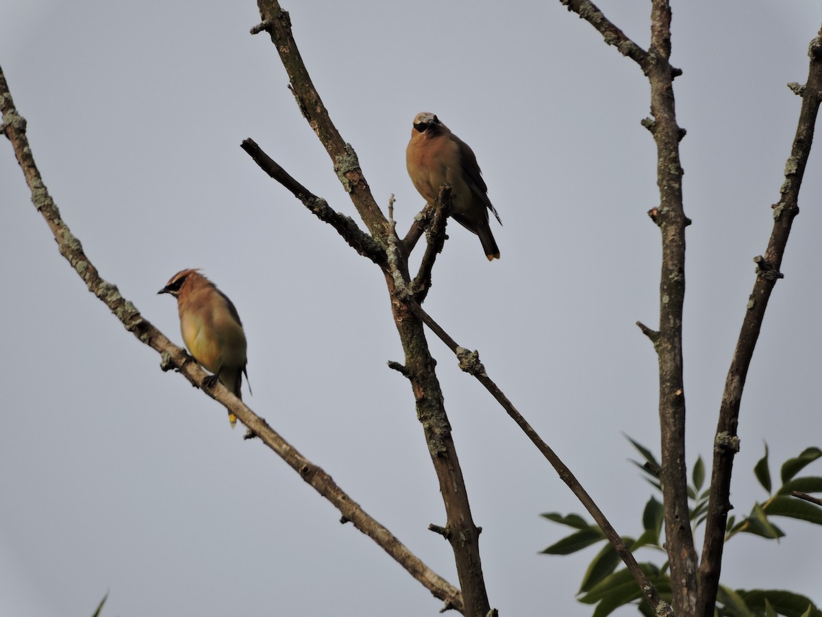 Cedar Waxwing - ML642066285