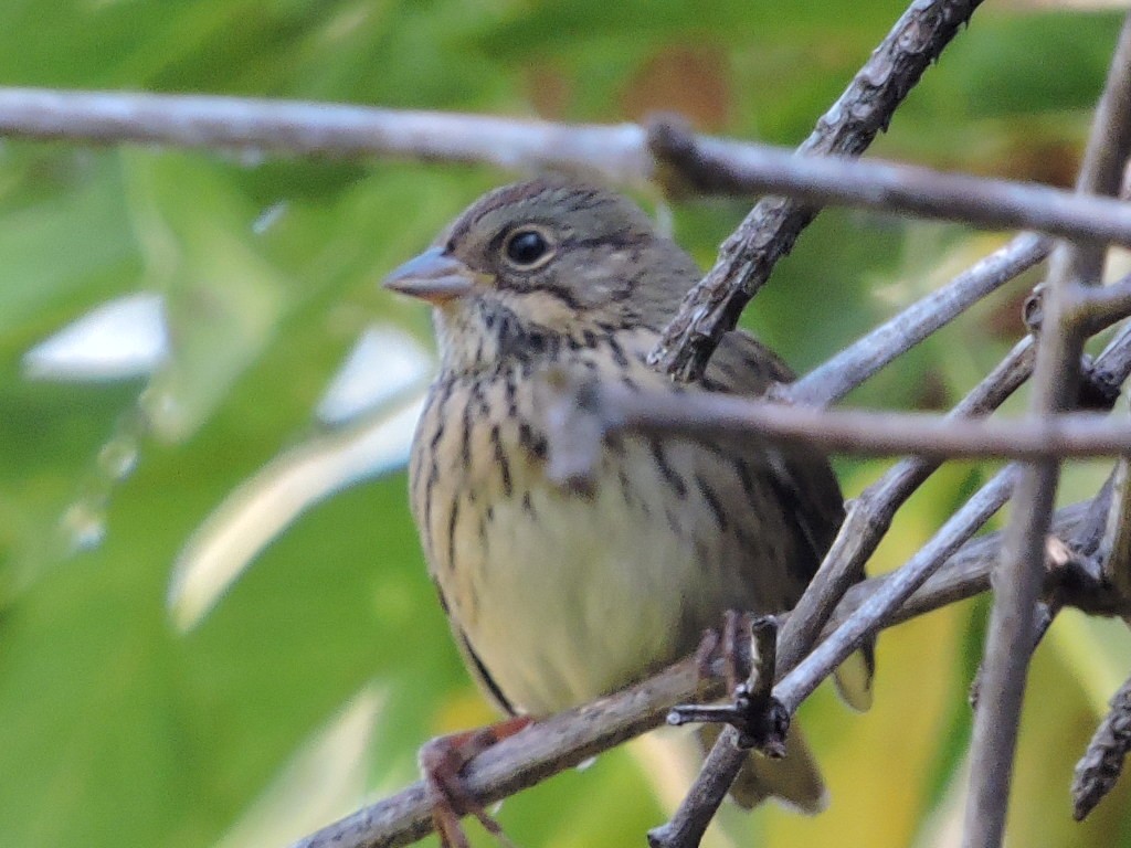 Lincoln's Sparrow - ML642066292