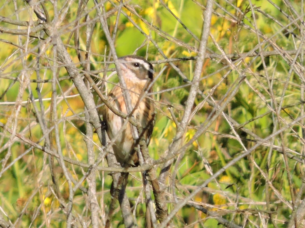Rose-breasted Grosbeak - ML642066307