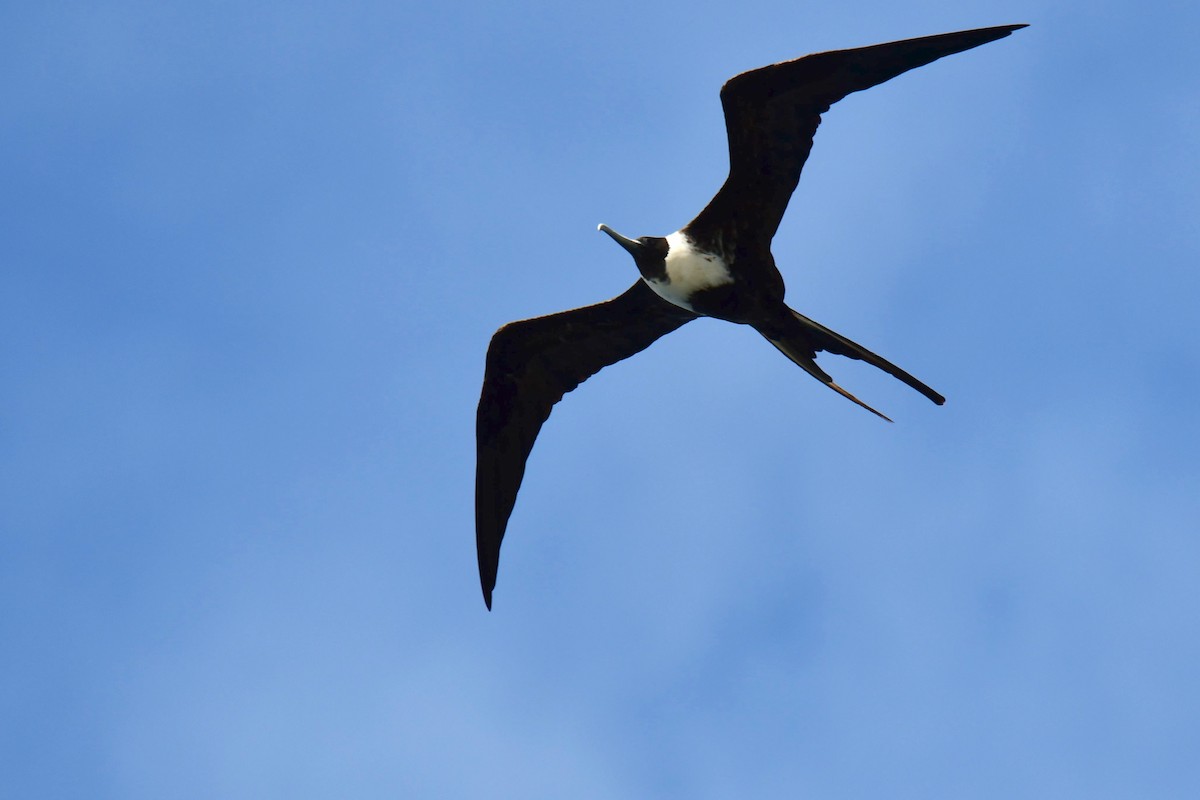 Magnificent Frigatebird - ML642066308