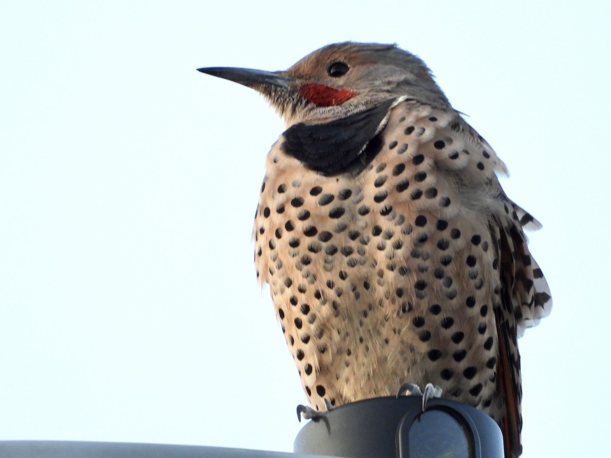 Northern Flicker (Red-shafted) - ML642066311