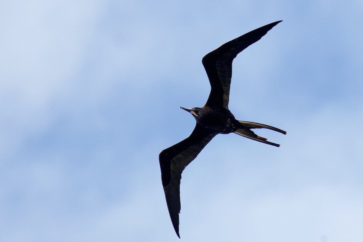 Magnificent Frigatebird - ML642066313