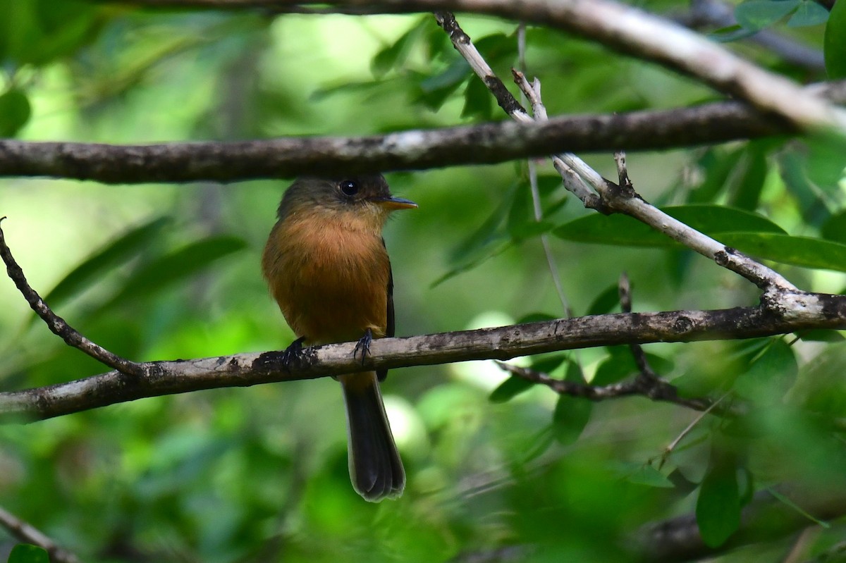 Lesser Antillean Pewee - ML642066336