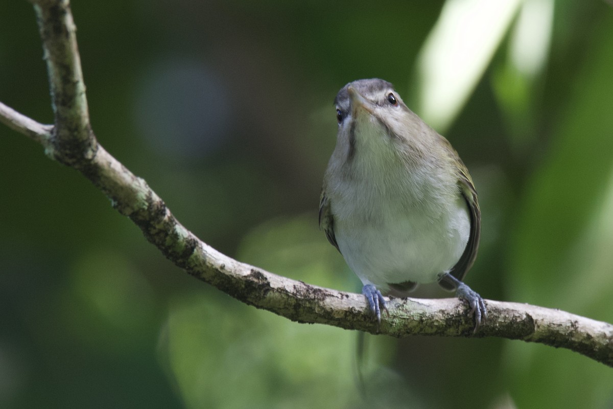 Black-whiskered Vireo - ML642066341