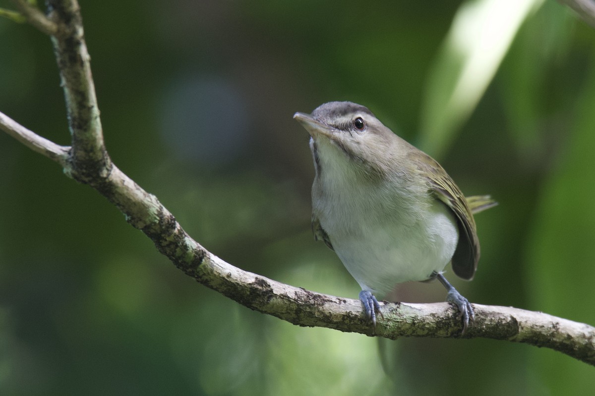 Black-whiskered Vireo - ML642066342