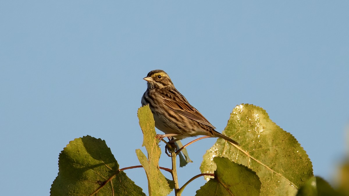 Chingolo Sabanero - ML642066361