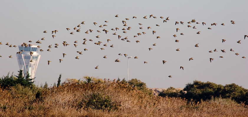 European Golden-Plover - ML642066364