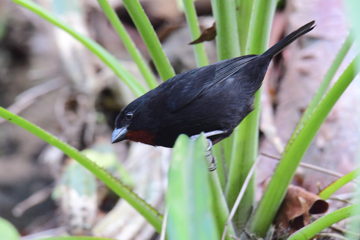 Lesser Antillean Bullfinch - ML642066366