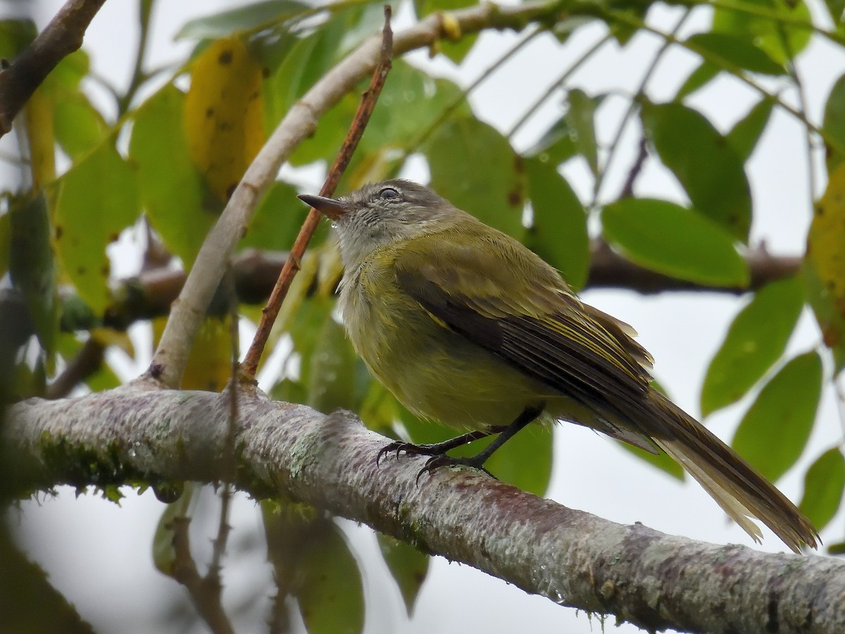 Sooty-headed Tyrannulet - ML642066390
