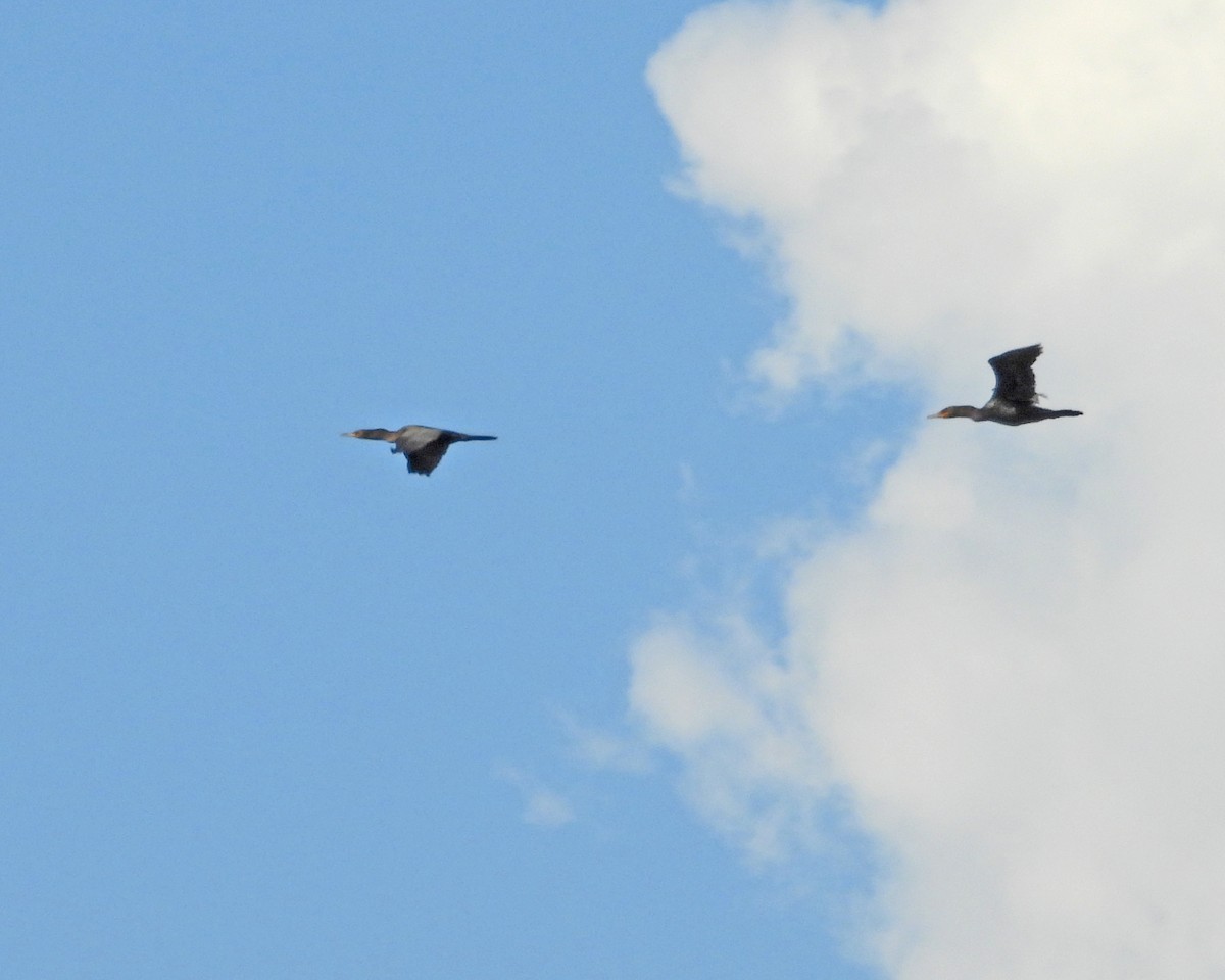 Double-crested Cormorant - ML642066397