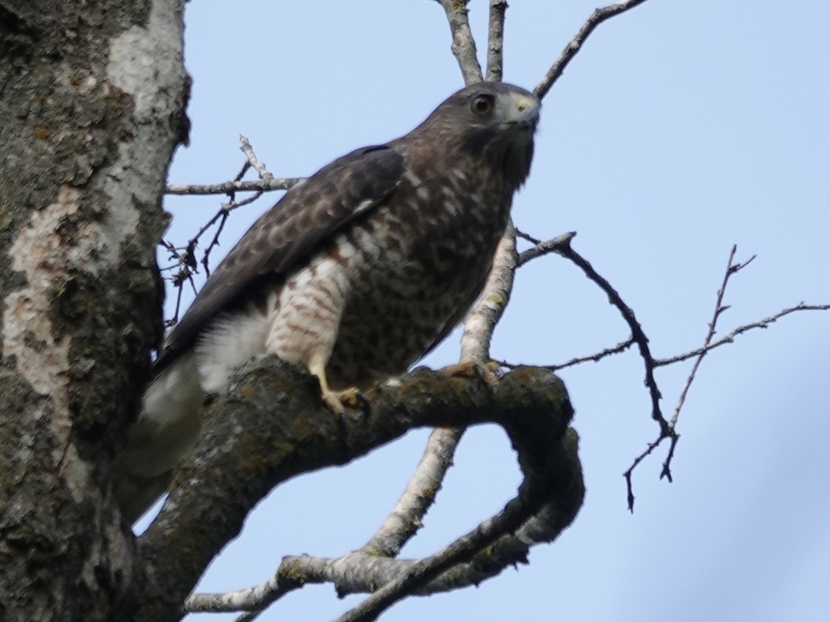 Broad-winged Hawk - ML642066415