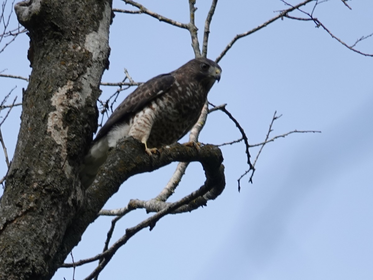 Broad-winged Hawk - ML642066416
