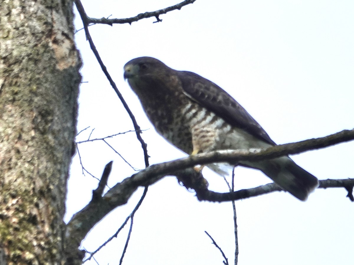 Broad-winged Hawk - ML642066417