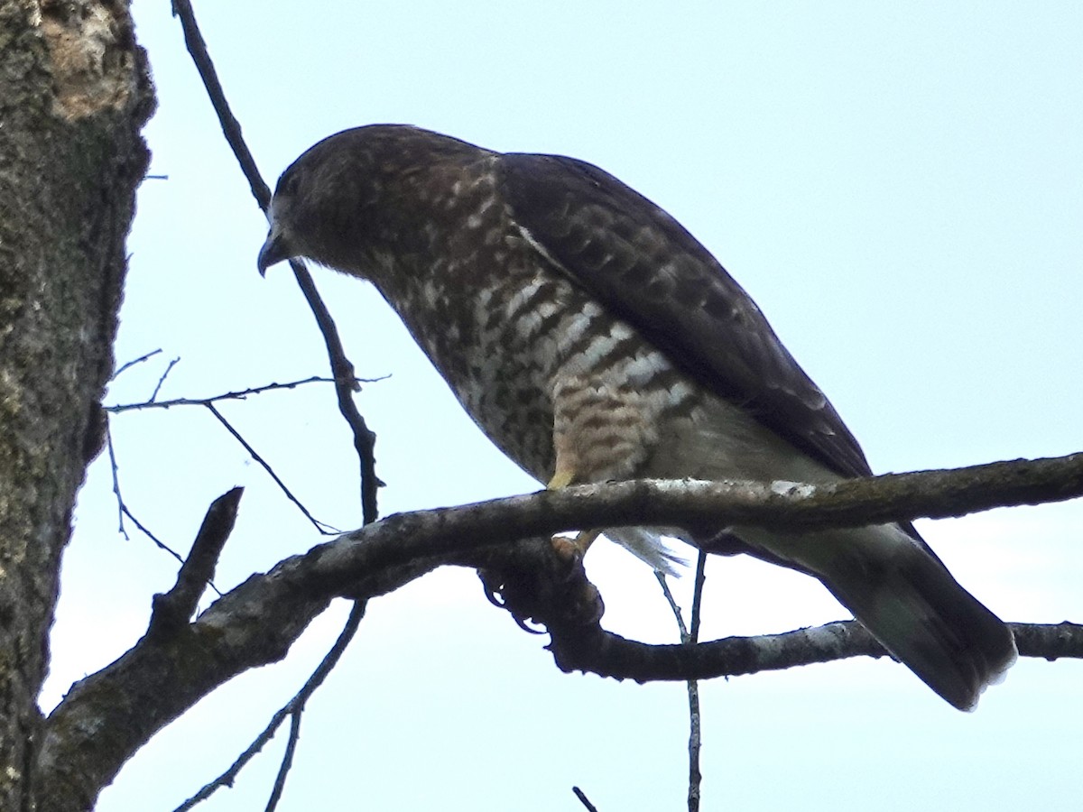 Broad-winged Hawk - ML642066418