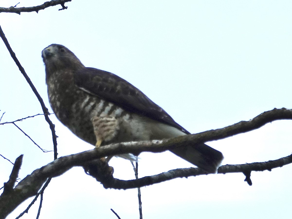 Broad-winged Hawk - ML642066419