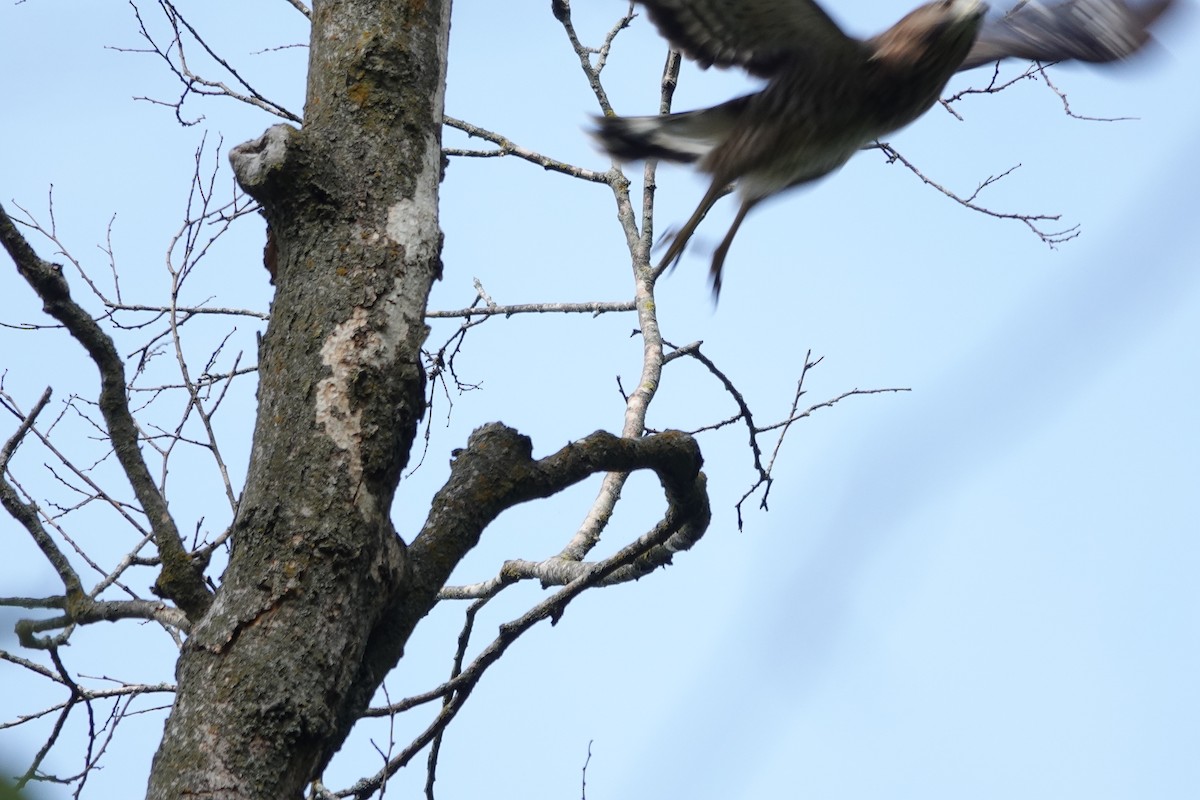 Broad-winged Hawk - ML642066421