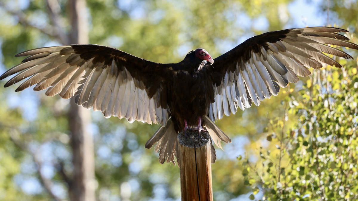 Turkey Vulture - ML642066422