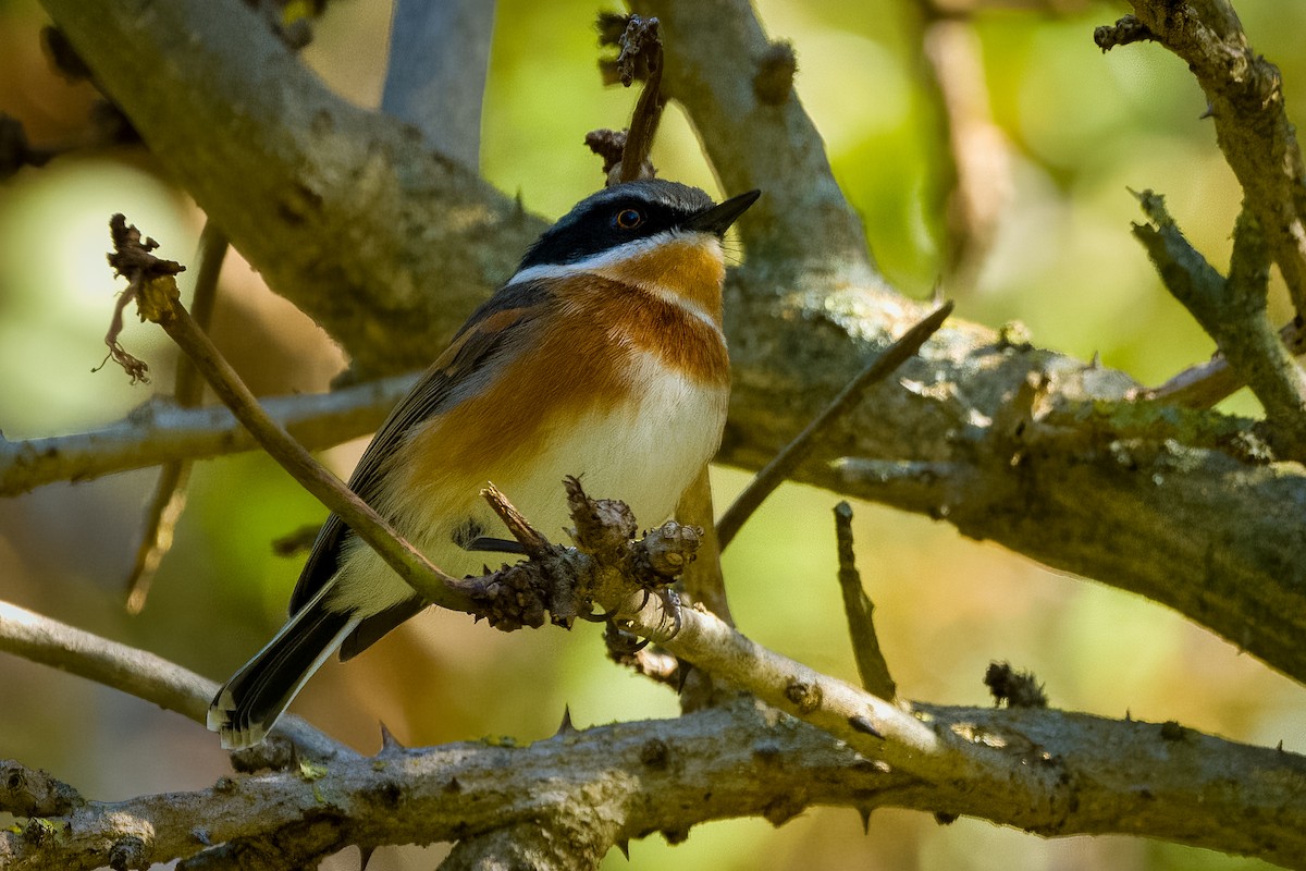 Cape Batis - ML642066426