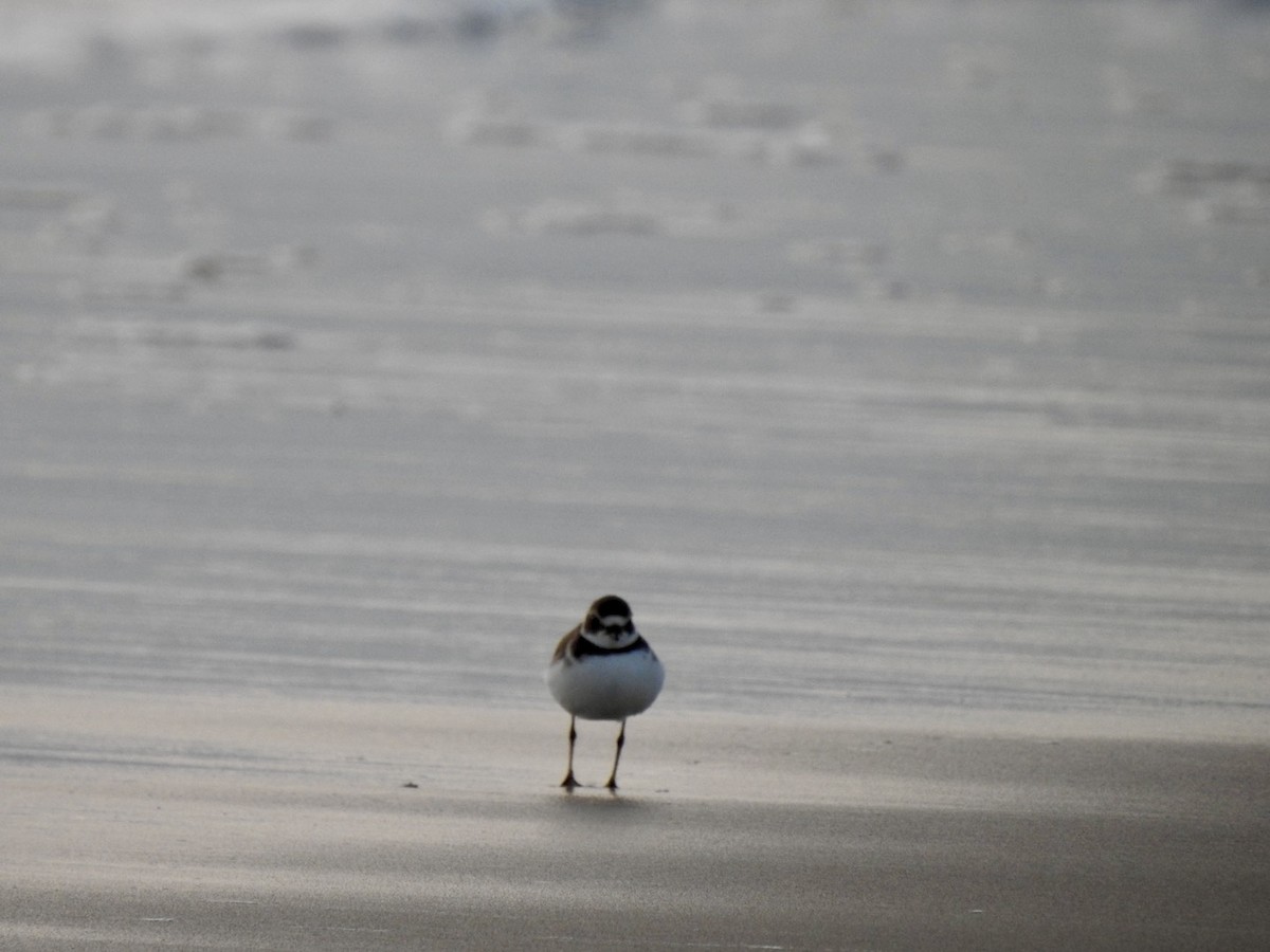 Semipalmated Plover - ML642066436