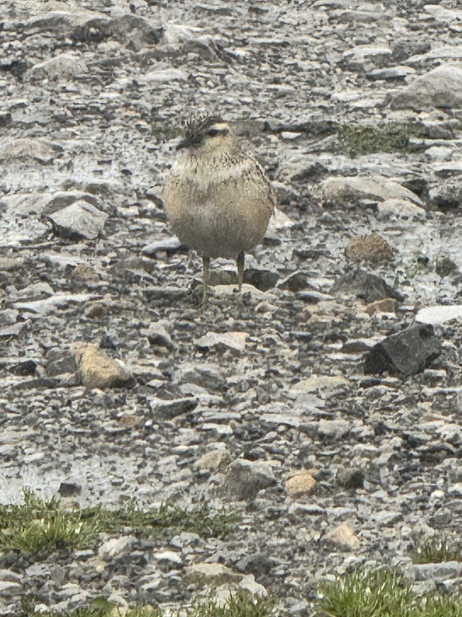 Mornellregenpfeifer - ML642066445