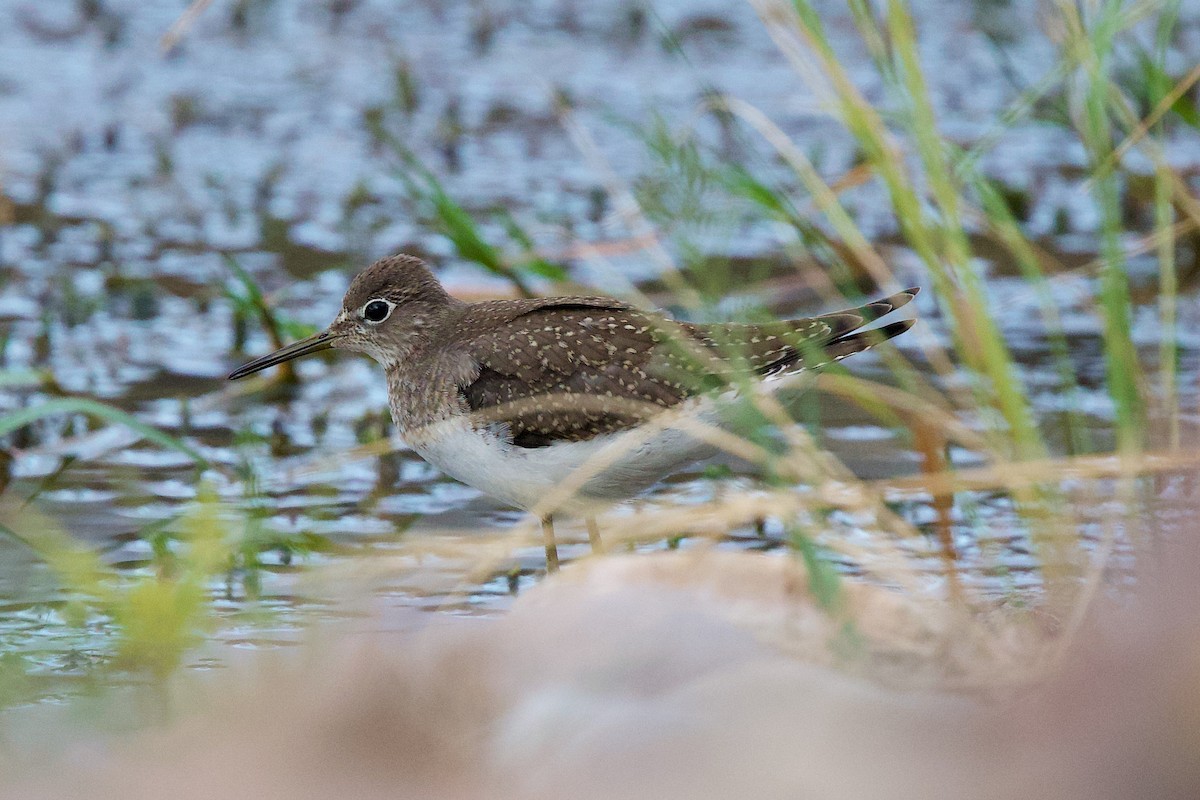 Solitary Sandpiper - ML642066448