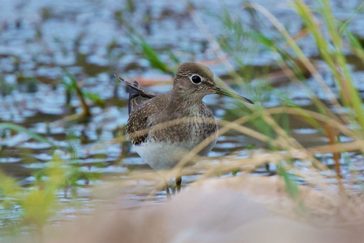 Solitary Sandpiper - ML642066449