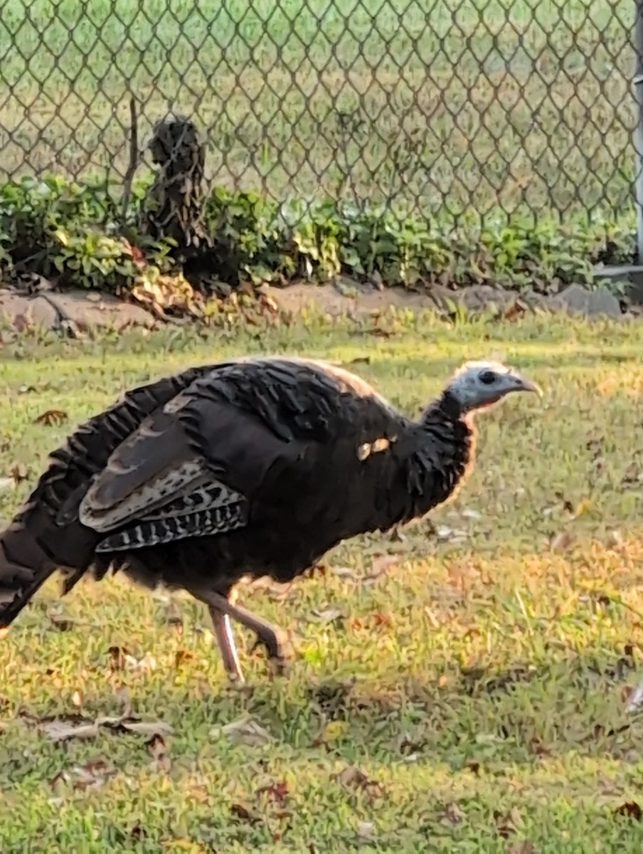 Guajolote Gallipavo - ML642066455