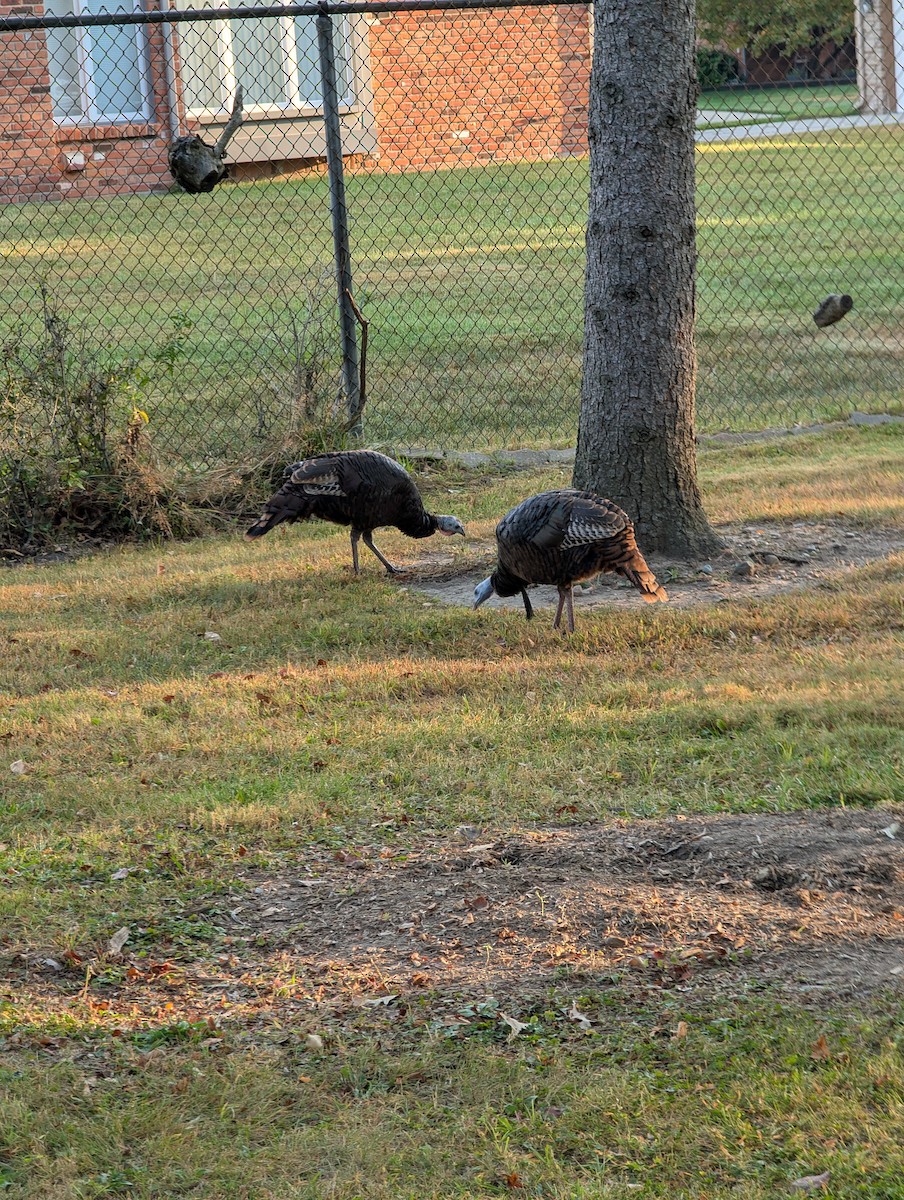 Guajolote Gallipavo - ML642066469