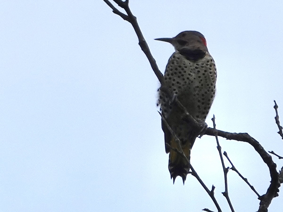 Northern Flicker - ML642066490