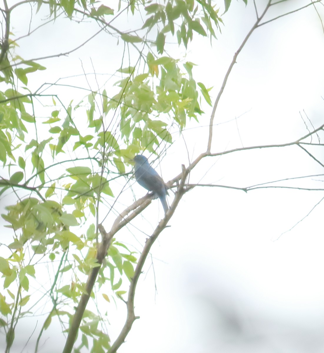 Asian Fairy-bluebird - ML642066491