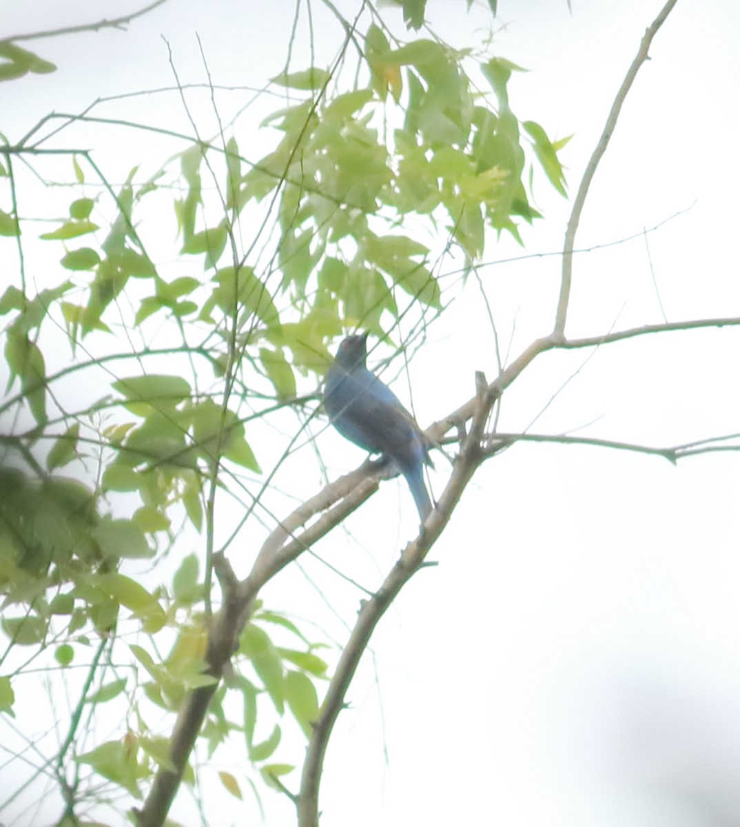 Asian Fairy-bluebird - ML642066493