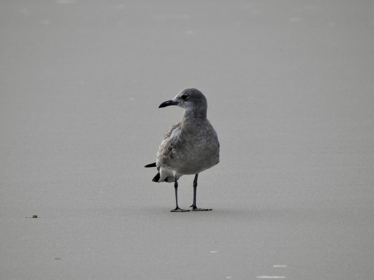 Laughing Gull - ML642066494