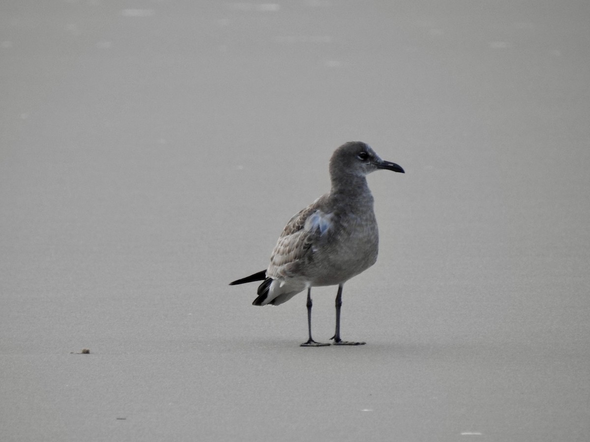 Laughing Gull - ML642066495