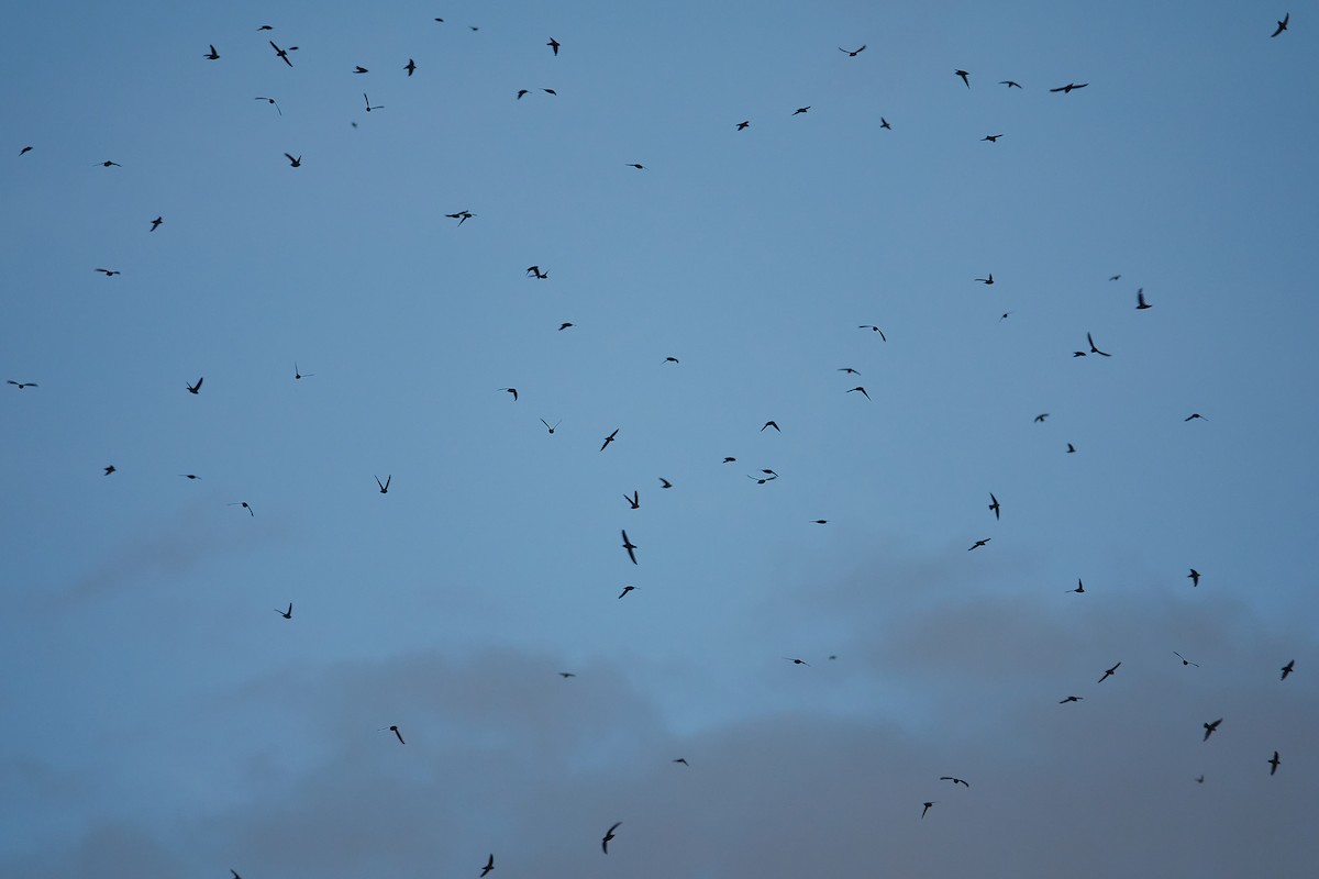 Vaux's Swift - ML642066508