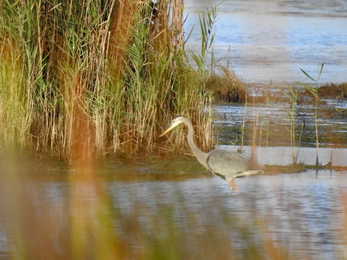 Great Blue Heron - ML642066510