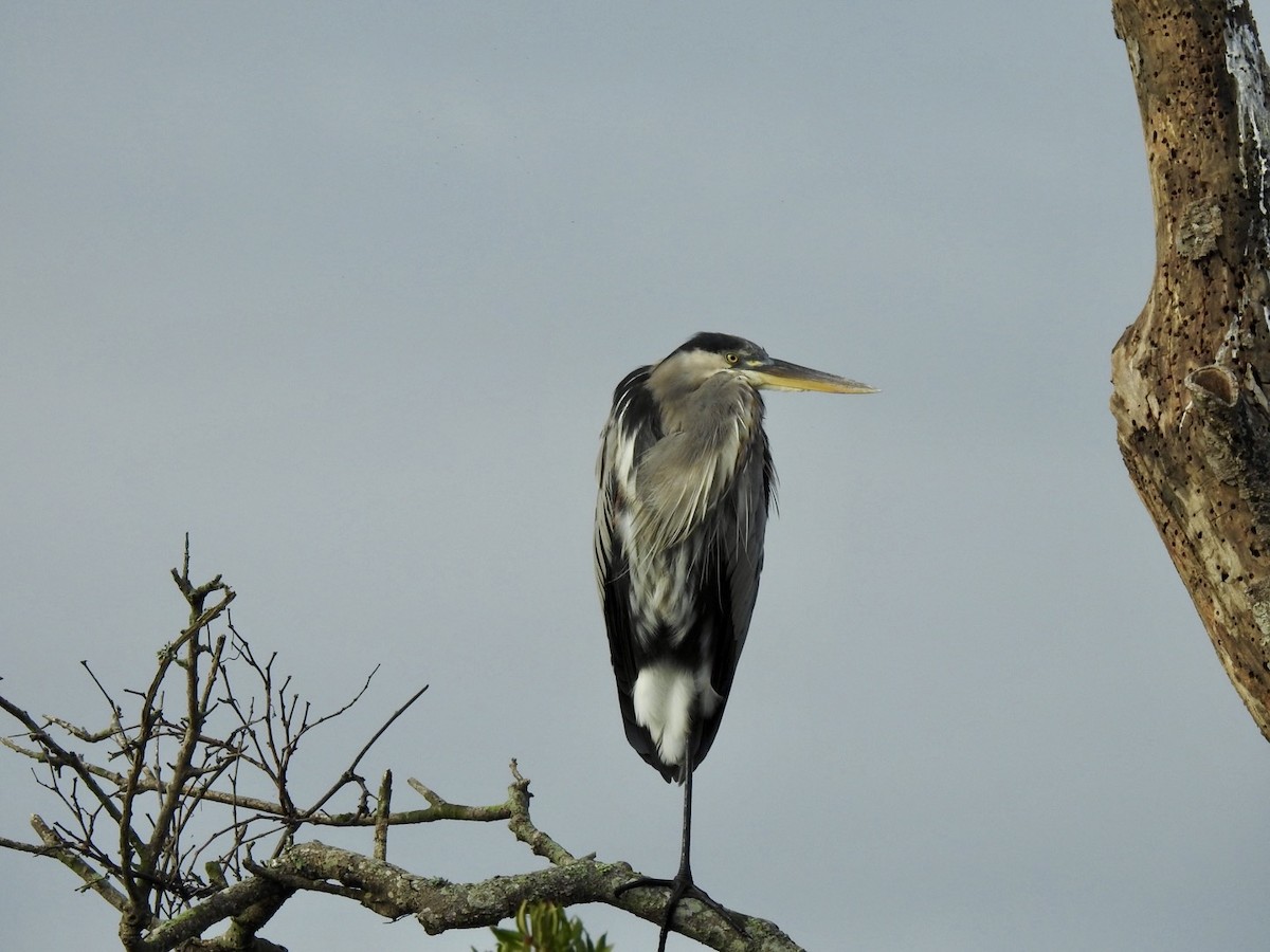 Great Blue Heron - ML642066511