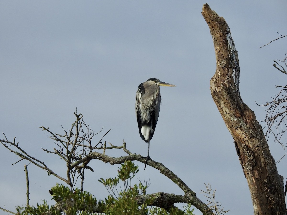 Great Blue Heron - ML642066512