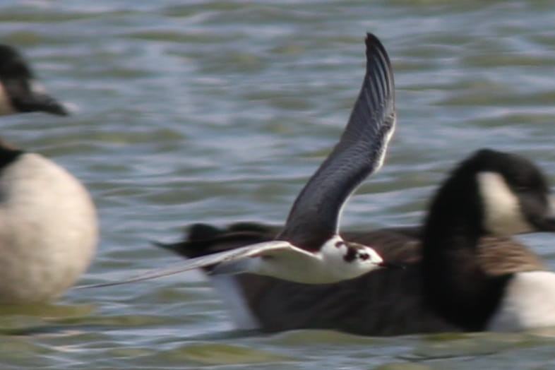 White-winged Tern - ML642066528