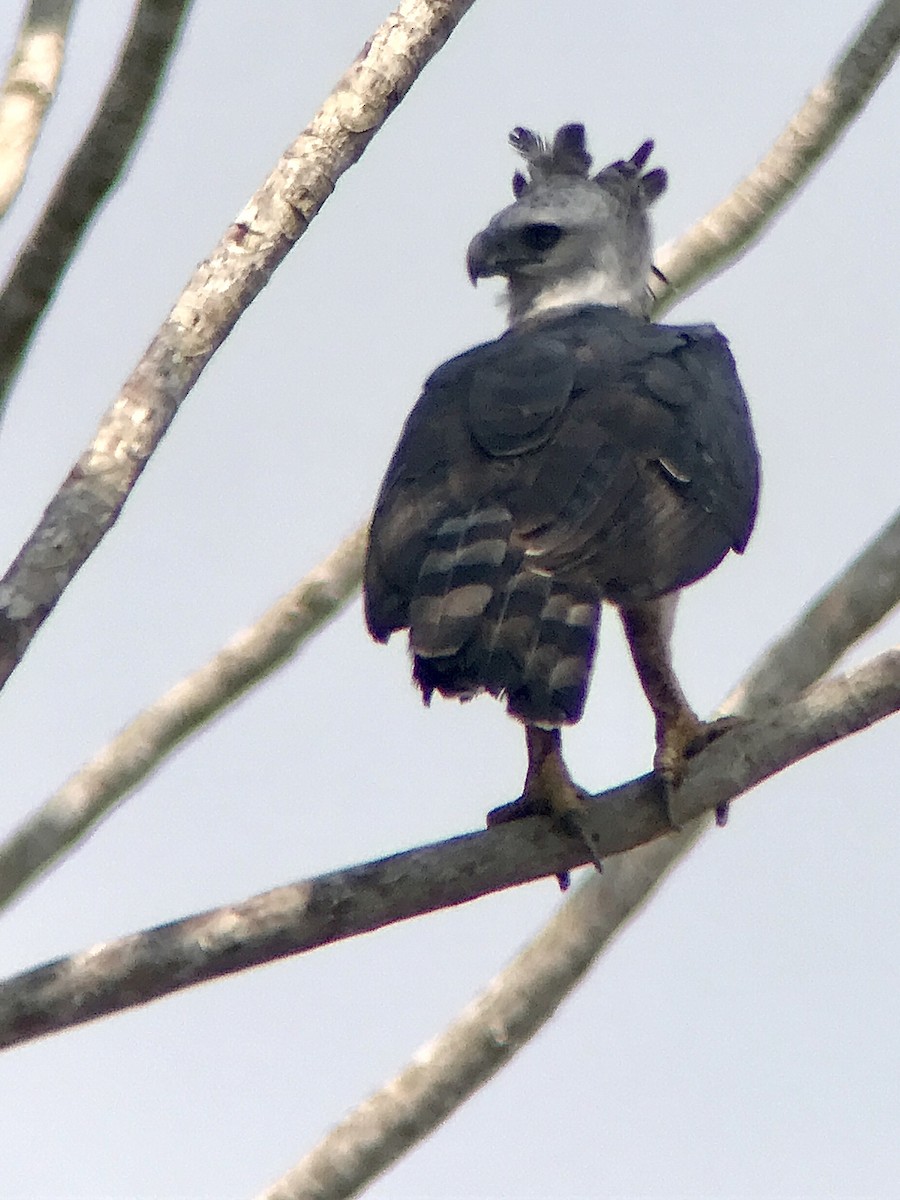 Harpy Eagle - ML642066533