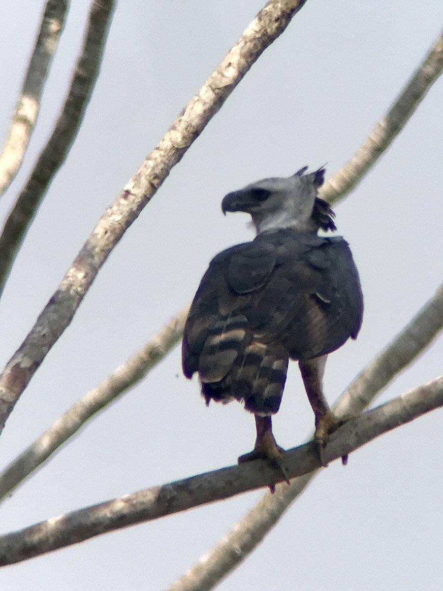 Harpy Eagle - ML642066534