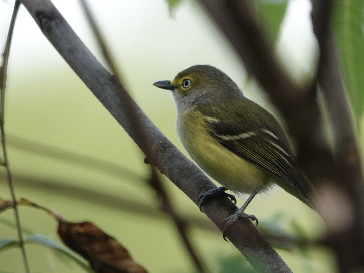 White-eyed Vireo - ML642066536