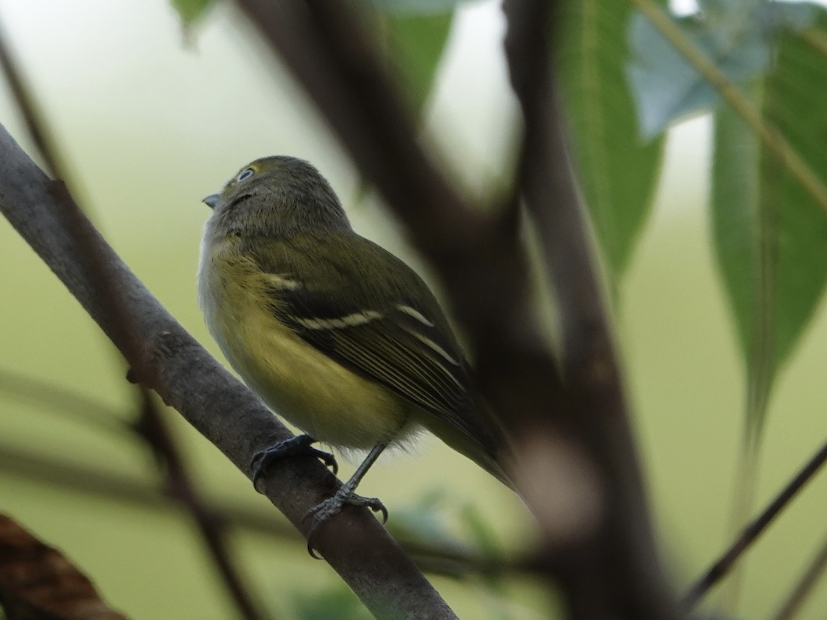 White-eyed Vireo - ML642066537